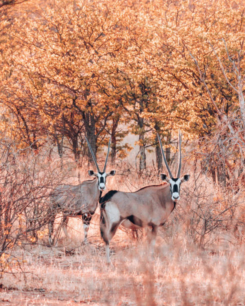 Oryx in Autumn Leaves Oryx in autumn leaves in Namibia gemsbok photos stock pictures, royalty-free photos & images