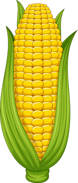Vector illustration of Sweet corn cob on white background