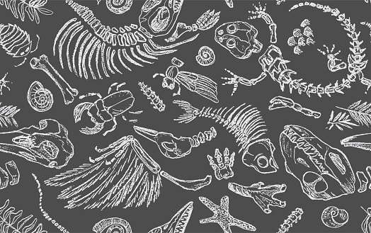 Isolated white chalk contour imprints skeletons of prehistoric animals, insects and plants. Seamless pattern realistic hand drawn art. Vector illustration.