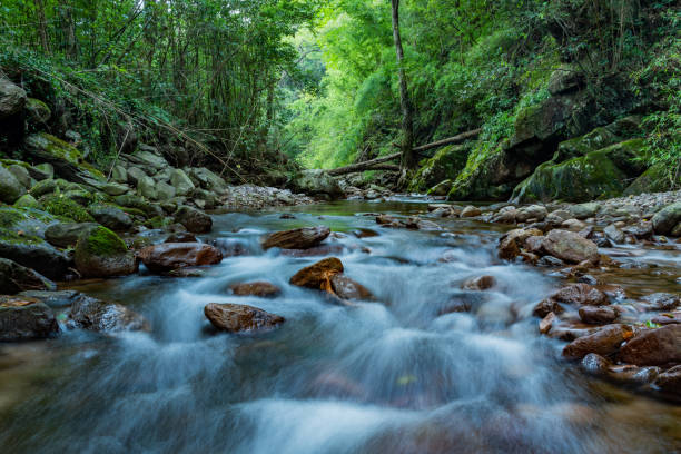istock Stream in the forest, Jing'an, China 1434340715