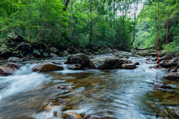 istock Stream in the forest, Jing'an, China 1434340722