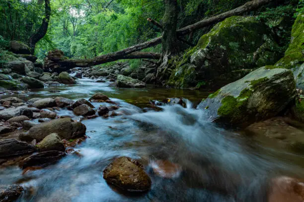 Stream in the forest, Jing'an, China