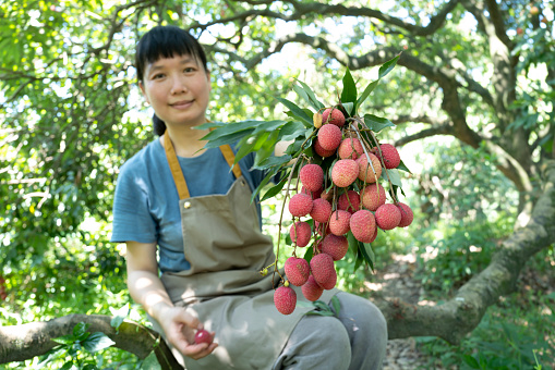 Female farmer picking lychees under a lychee tree in Putian city, Fujian province, China