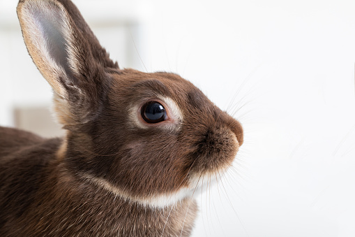 rabbit face.profile