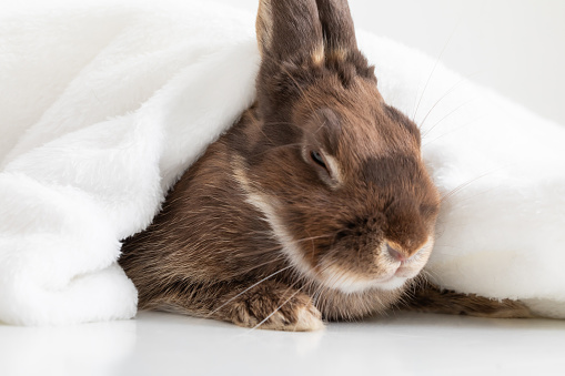 rabbit sleeping with a towel