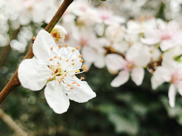 istock Close-Up Of White Cherry Blossom 1434346466