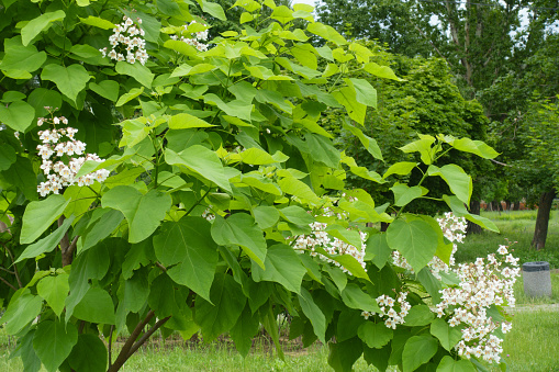 Green leaves and white flowers of catalpa tree in June
