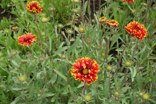 istock Buds and red and yellow double blanket flowers in May 1434347915