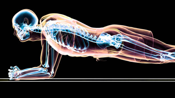 análise científica da posição de prancha - human spine anatomy x ray the human body - fotografias e filmes do acervo