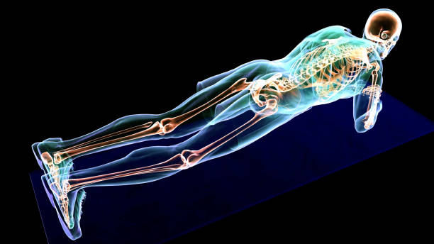 Thanks to the scientific analysis of the correct plank position, it is possible to develop more effective abdominal muscles. Waiting in the plank position increases body endurance with faster abdominal fat burning by stretching the muscles. MRI scanning of the human body skeletal, muscular and nervous systems. / You can see the animation movie of this image from my iStock video portfolio. Video number: 1433390434