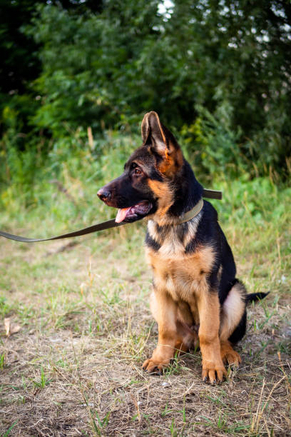 istock Portrait of a German Shepherd puppy. 1434349210
