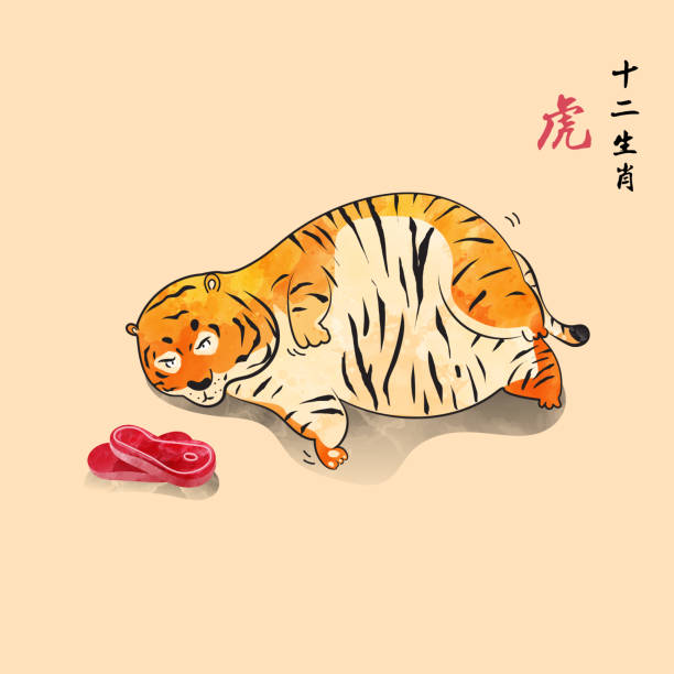 ilustrações, clipart, desenhos animados e ícones de tigre gordinho quer comer carnes ele não pode andar estilo chinês ano novo de tigre bonito e divertido animal selvagem ilustração vetorial aquarela sensação chinês traduzir é tigre 12 zodíaco. - animal fat