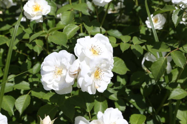 istock White roses (grade Spinaker, De Ruiter Innovations B. V.) in Moscow garden 1434351706