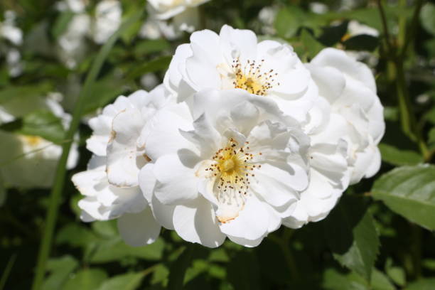 istock White roses (grade Spinaker, De Ruiter Innovations B. V.) in Moscow garden 1434351723