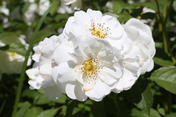 istock White roses (grade Spinaker, De Ruiter Innovations B. V.) in Moscow garden 1434351731