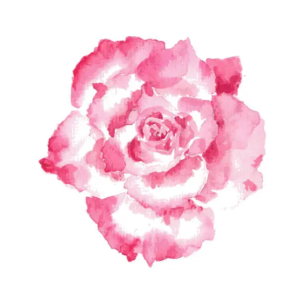 Vector illustration of Watercolor rose painting with aquarelle-paper texture. Vector