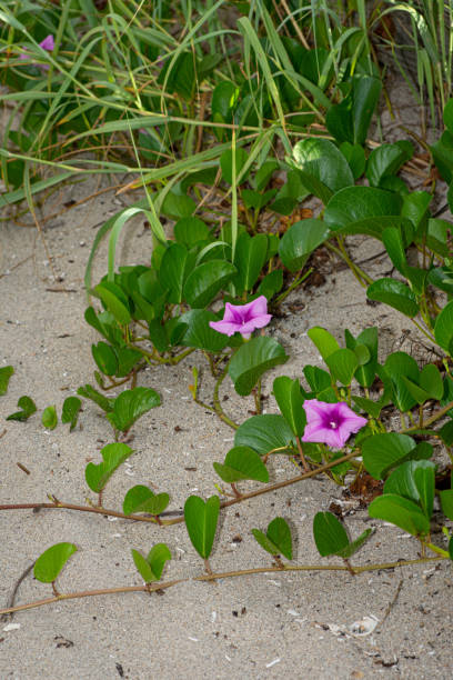 istock Railroad Vine Growing in Beach Sand 1434351969