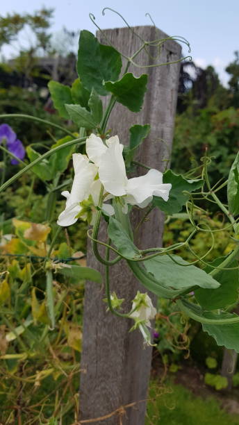 istock Close up of white lathyrus 1434354037