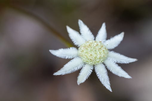Close up of Lesser Flannel Flower