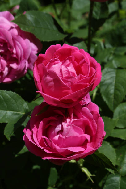 istock Pink rose (grade Ulrich Brunner Fils, Levet, 1881) in Moscow garden 1434354430