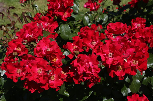 Red roses (grade Red Ribbons, Mainaufeueг, W. Kordes, 1990) in Moscow garden. Buds, inflorescence of flower closeup. Summer nature. Roses blooming. Red flowers, rose blossom