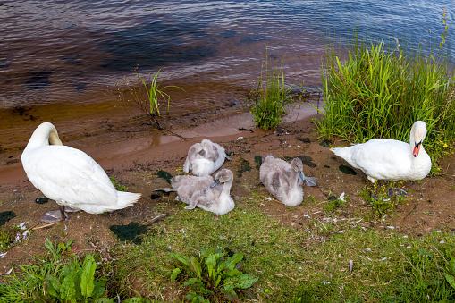mute swan family (cygnus olor)