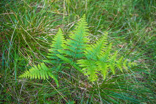 Ferns growing on the uninhabited island of Inchcailloch in Loch Lomond, just off the coast of Balmaha in Scotland, UK
