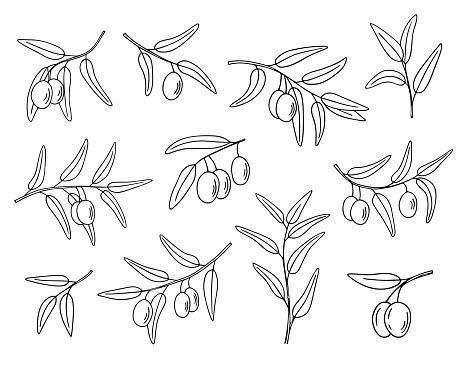Olive branch set, hand-drawn doodle sketch. Twigs with leaves and fruits outline. Simple minimalistic design. Food menu or cosmetic concept decoration.