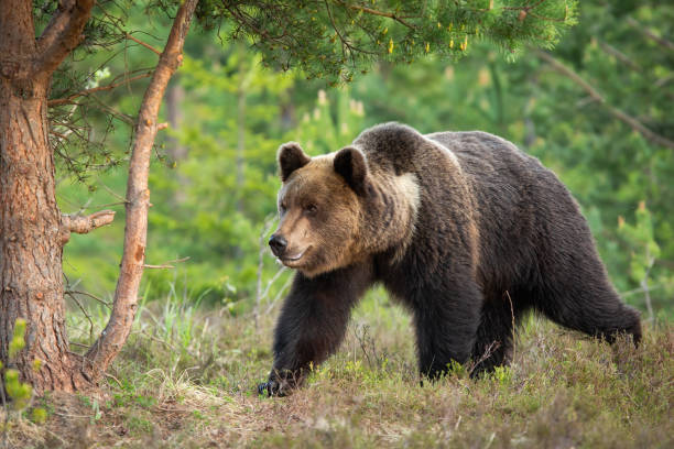 istock Big brown bear walking in forest in summertime nature 1434358039