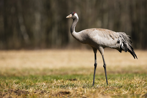 Common crane, grus grus, walking on dry grassland in autumn from side. Long- legged bird moving on meadow in fall. Grey feathered animal standing on field.