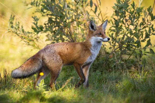 istock Red fox looking with interest next to a willow tree on a meadow in autumn 1434358823