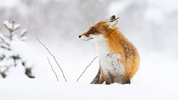 istock Red fox looking on white meadow in wintertime nature 1434358861