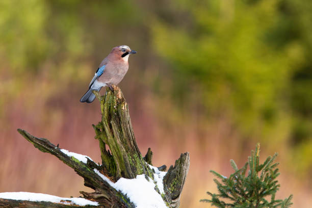 istock Eurasian jay sitting on snowy stump in wintertime. 1434358931