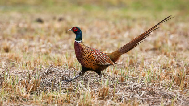 istock Common pheasant walking on field in agriculture land 1434358959