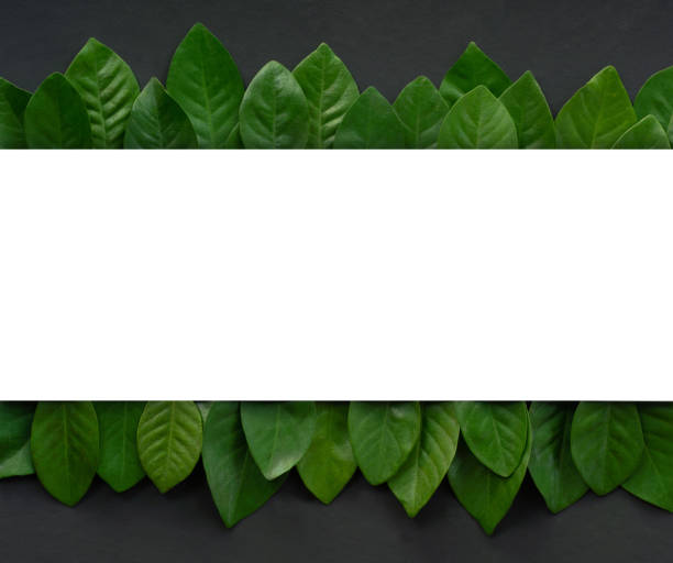 istock top view flat lay fresh green leaves with rectangle shape copy space isolated on black background.concept for ecology backdrop,enviroment wallpaper,organic health product design. 1434359010