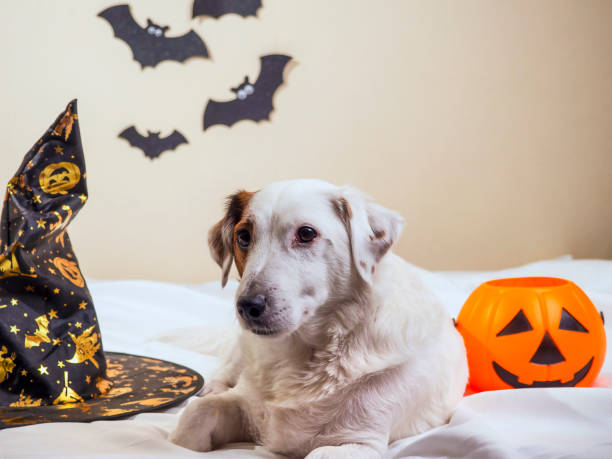 istock White dog with pumpkin, bats in the background. Halloween 1434359264