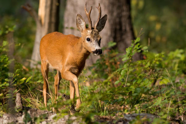 istock Roe deer walking in green woodland in summertime light 1434359375