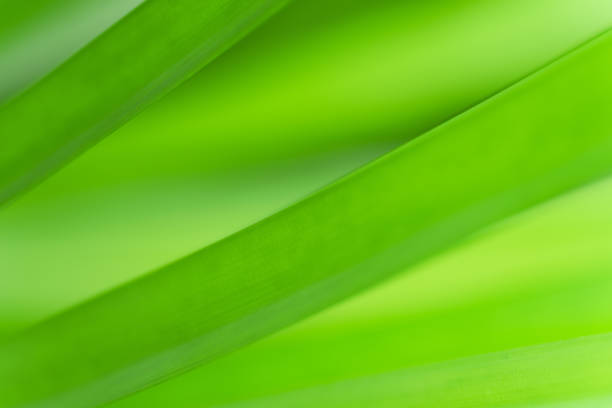Close-up macro soft focus fresh green leaves abstract blur background.concept idea for ecology backdrop,desktop wallpaper,website cover design.