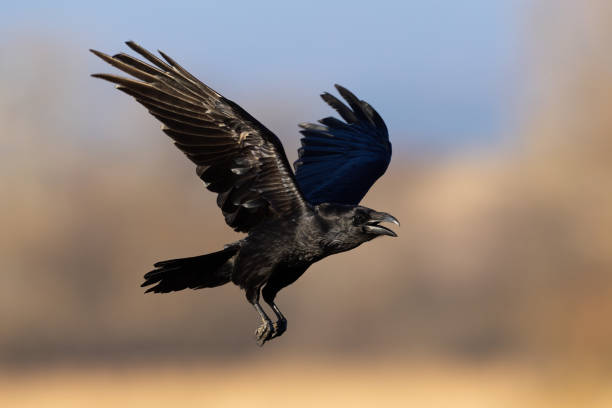 istock Common raven flying with open beak in autumn nature illuminated by evening sun 1434359534