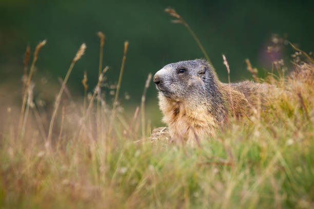 istock Alpine marmot hiding in long grass in autumn environment 1434359717