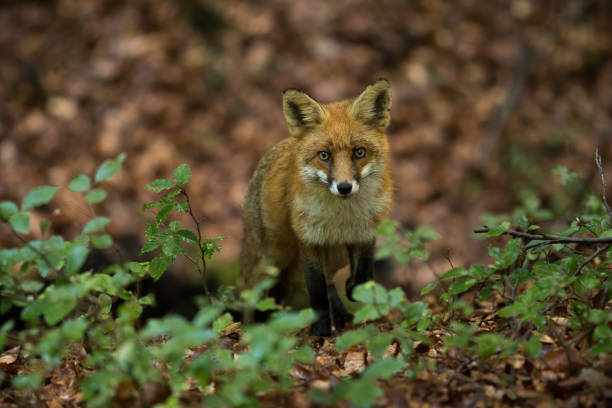 istock Red fox looking to the camera in forest in summertime 1434359750