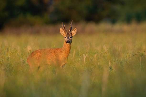 istock Roe deer standing in long grassland in autumn sunrise 1434359765