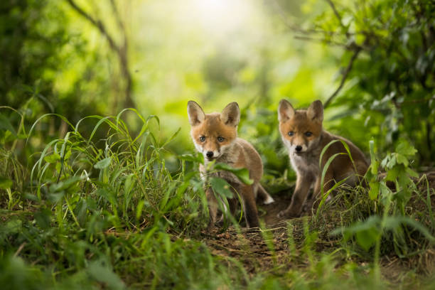 istock Two red fox cubs looking around near den on a sunny day in summer 1434359994