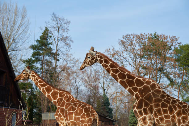 istock Giraffe couple in Zoo 1434361169