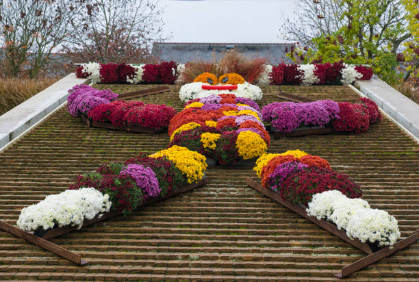 istock figure of chrysanthemums in the park 1434361960