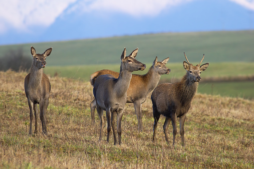 Group of red deer, cervus elaphus, standing on dry grassland in autumn. Herd of male and female mammals looking on field in fall. Stag and hinds observing on meadow.