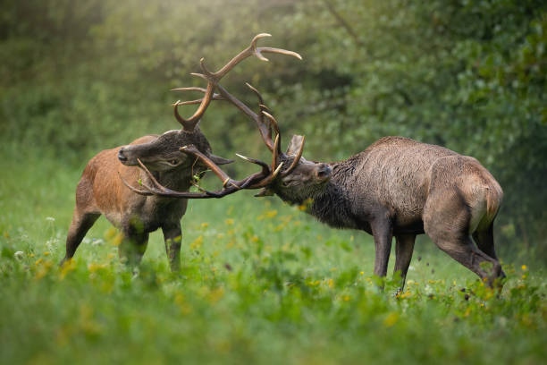 istock Two red deer fighting on green meadow in autumn wilderness 1434362153