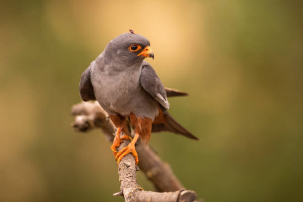 Red-footed falcon, falco vespertinus, male looking into camera while perched on branch in summer forest. Rare bird of prey with dark feathers and orange legs sitting on a twig with green background.