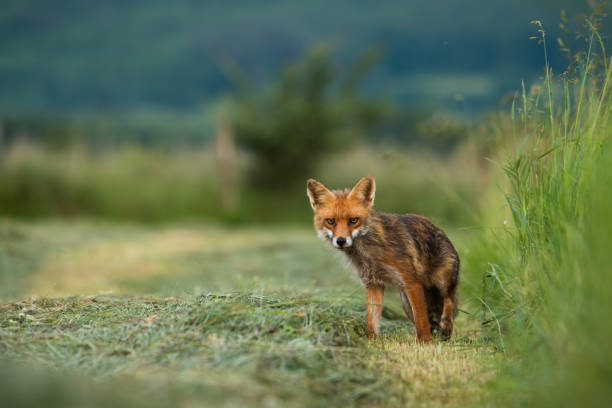 istock Red fox staring on mowed grass in summertime nature 1434362578