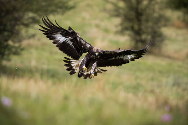 istock Golden eagle landing with open wings on a meadow in autumn 1434362600